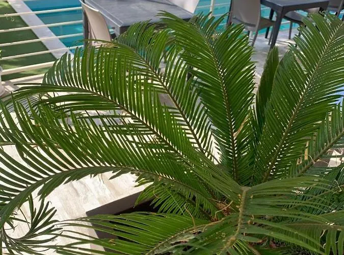 Hotel Audi Frontemare 3*